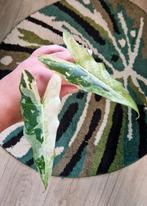 Alocasia Sarian Albo Variegata, Ophalen of Verzenden, Overige soorten, Minder dan 100 cm