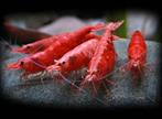 High grade Red Sakura garnalen, rode aquarium garnalen, Dieren en Toebehoren, Kreeft, Krab of Garnaal, Zoetwatervis, Schoolvis