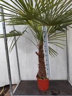 Trachycarpus fortunei Hoog 200 cm, Tuin en Terras, Ophalen, Zomer, Volle zon, Palmboom