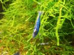 Aura blue (caridina garnalen), Dieren en Toebehoren, Vissen | Aquariumvissen