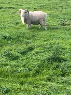 Ram, Dieren en Toebehoren, Schapen, Geiten en Varkens, Schaap, 0 tot 2 jaar