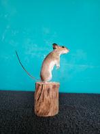 Een prachtige opgezette muisje!Nr 6, Verzamelen, Ophalen of Verzenden, Nieuw, Overige soorten, Opgezet dier