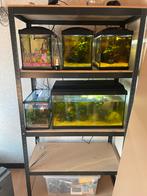 Aquaria inclusief toebehoren, Dieren en Toebehoren, Vissen | Aquaria en Toebehoren, Ophalen, Zo goed als nieuw, Leeg aquarium