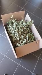 Grote doos gedroogde eucalyptus, Ophalen of Verzenden, Zo goed als nieuw