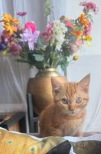 Devon rex katertje, Kater, Gechipt, 0 tot 2 jaar