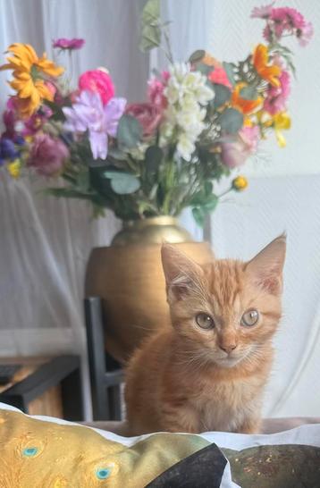 Devon rex katertje beschikbaar voor biedingen