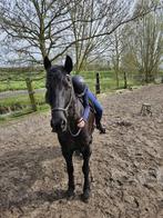 Ik ben Evie (12 jaar) ik zoek een verzorgpony., Hobby en Vrije tijd, Knutselen, Overige typen, Ophalen of Verzenden