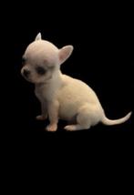 3 Super Mooie  teacup Chihuahua Pups Te Koop, Parvo, 8 tot 15 weken, Meerdere, Meerdere dieren