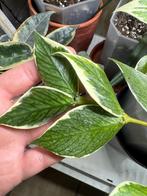 Hoya polyneura outer variegata, Verzenden, Halfschaduw, Minder dan 100 cm