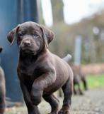 Labmaraner pups ( labrador x weimaraner ), Nederland, CDV (hondenziekte), 8 tot 15 weken, Meerdere