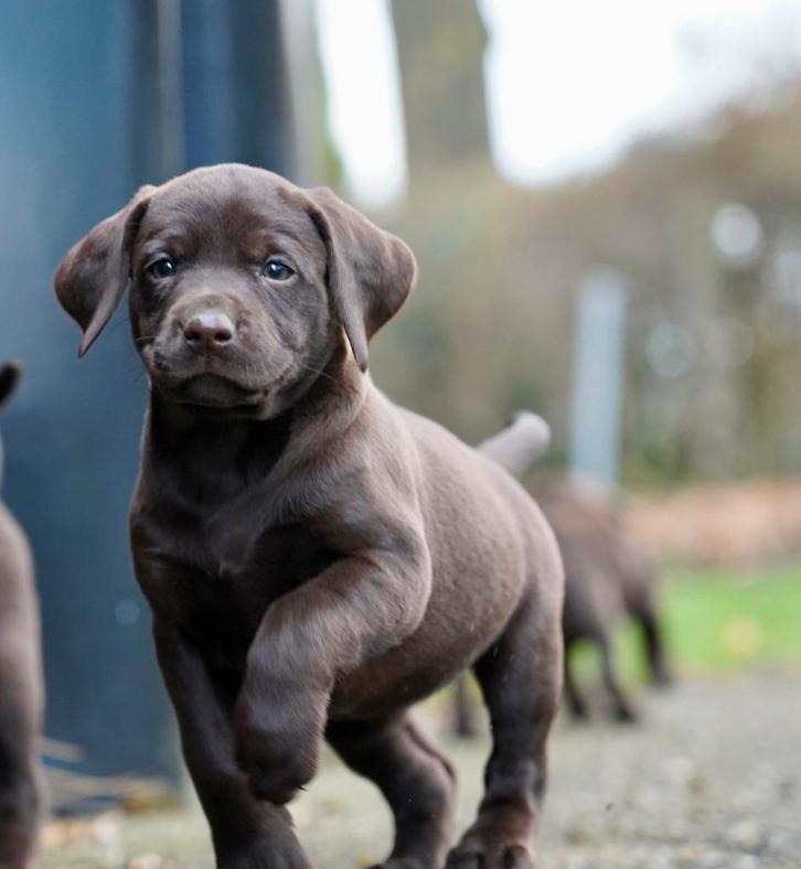 Labmaraner pups ( labrador x weimaraner ), Dieren en Toebehoren, Honden | Niet-rashonden, Middel, Meerdere dieren, Fokker | Professioneel