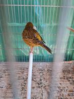 Kanaries en kooien, Dieren en Toebehoren, Ophalen, Gebruikt, Metaal, Vogelkooi