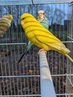 Gele grasparkiet, Dieren en Toebehoren, Vogels | Parkieten en Papegaaien, Mannelijk, Parkiet