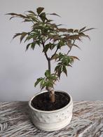 Acer Japanse Esdoorn Bonsai 24cm, Bloeit niet, Halfschaduw, Minder dan 100 cm, Overige soorten