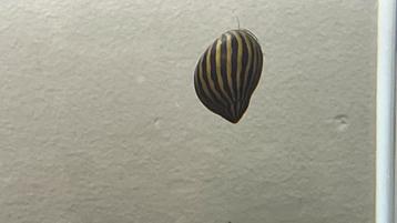 Neritina zebra beschikbaar voor biedingen