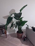 Prachtige strelitzia te koop, Huis en Inrichting, Kamerplanten, Ophalen of Verzenden, Overige soorten, 150 tot 200 cm