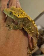 3 mooie wimpergekko,s, Dieren en Toebehoren, Reptielen en Amfibieën, Hagedis, 0 tot 2 jaar