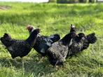 Barnevelder krielkippen zilver gezoomd hen gesekst + ingeënt, Dieren en Toebehoren, Pluimvee, Vrouwelijk, Kip