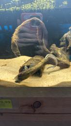 Astacembelus Erythrotaenia - vuuraal