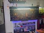 Groot aquarium compleet, Dieren en Toebehoren, Ophalen, Zo goed als nieuw, Gevuld zoetwateraquarium