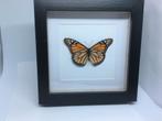 vlinder  Danaus Plexippus (monarchvlinder), Verzamelen, Dierenverzamelingen, Ophalen of Verzenden, Nieuw, Insect, Opgezet dier