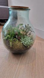 Terrarium met diverse planten (ophalen), Huis en Inrichting, Kamerplanten, Overige soorten, In pot, Minder dan 100 cm, Groene kamerplant
