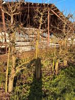 Perenboom conference, Ophalen, Lente, Volle zon, Overige soorten