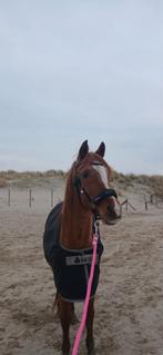 Stalling, weidegang gezocht. SPOED, Dieren en Toebehoren, Weidegang