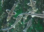 Diamantsteuren, Albino steur, goudwinde, goudvis, graskarper, Dieren en Toebehoren, Steur