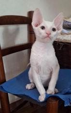 Laatste Cornish Rex-kitten te koop, Dieren en Toebehoren, Katten en Kittens | Raskatten | Korthaar, Kater, Ontwormd, 0 tot 2 jaar