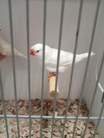Zondagmiddag te koop diverse vogels, Meerdere dieren, Tropenvogel
