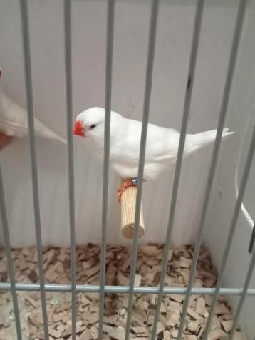 Zondagmiddag te koop diverse vogels  beschikbaar voor biedingen