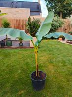 Musa ochracea, Ophalen, Volle zon, Overige soorten, Minder dan 100 cm
