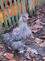 Jonge zijdehoen krielhaan GRATIS, Dieren en Toebehoren, Pluimvee, Mannelijk, Kip