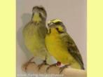 Te koop mooie Mozambiqeusijzen, mannen zijn geweldige zanger, Dieren en Toebehoren, Meerdere dieren, Tropenvogel