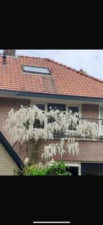 Gratis afhalen witte regen, Tuin en Terras, Grind, Keien en Split, Ophalen, Zo goed als nieuw, Wit