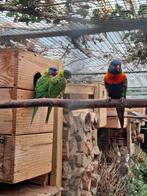 Lori van de blauwe bergen 3 stuk, 2 mannen en 1 pop met dna, Dieren en Toebehoren, Meerdere dieren, Parkiet