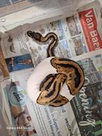 Piebald 100het desertghost man., Dieren en Toebehoren, Reptielen en Amfibieën, Hagedis
