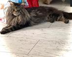 Bewezen Dekkater Mainecoon XL, Dieren en Toebehoren, Katten en Kittens | Dekkaters, 0 tot 2 jaar