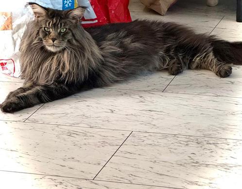 Bewezen Dekkater Mainecoon XL, Dieren en Toebehoren, Katten en Kittens | Dekkaters, 0 tot 2 jaar