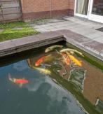 Koi karpers, 8 stuks (eventueel met pomp en filter), Karper of Koi