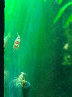 Crystal Red garnalen | PRL, Dieren en Toebehoren, Vissen | Aquariumvissen, Kreeft, Krab of Garnaal, Zoetwatervis