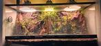 L100h50xb40, Dieren en Toebehoren, Reptielen en Amfibieën, Hagedis, Met terrarium, 0 tot 2 jaar