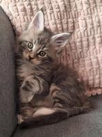 Maine coon katertje met stamboom (staat in optie), Dieren en Toebehoren, Kater, Gechipt, 0 tot 2 jaar