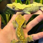 2 wimpergekko dames Harlequin en Dalmatier, Hagedis, Tam, 0 tot 2 jaar