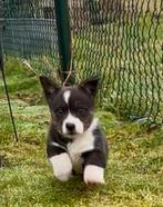 Welsh corgi cardigan pup reutje, Eén hond, Nederland, Particulier, Reu