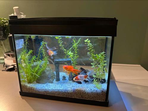 Superfish Goldfish Kit 20, Dieren en Toebehoren, Vissen | Aquaria en Toebehoren, Zo goed als nieuw, Leeg aquarium, Ophalen of Verzenden