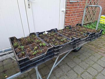 Winterklare Calamintha Nepeta Nepeta (bergsteentijm) in pot! beschikbaar voor biedingen