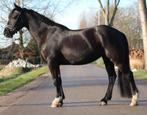 Onwijs lieve brave knappe merrie, 7 tot 10 jaar, Merrie, E pony (1.48m - 1.57m), Met stamboom