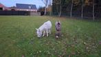 2 mini ezel, Juli, Meerdere dieren
